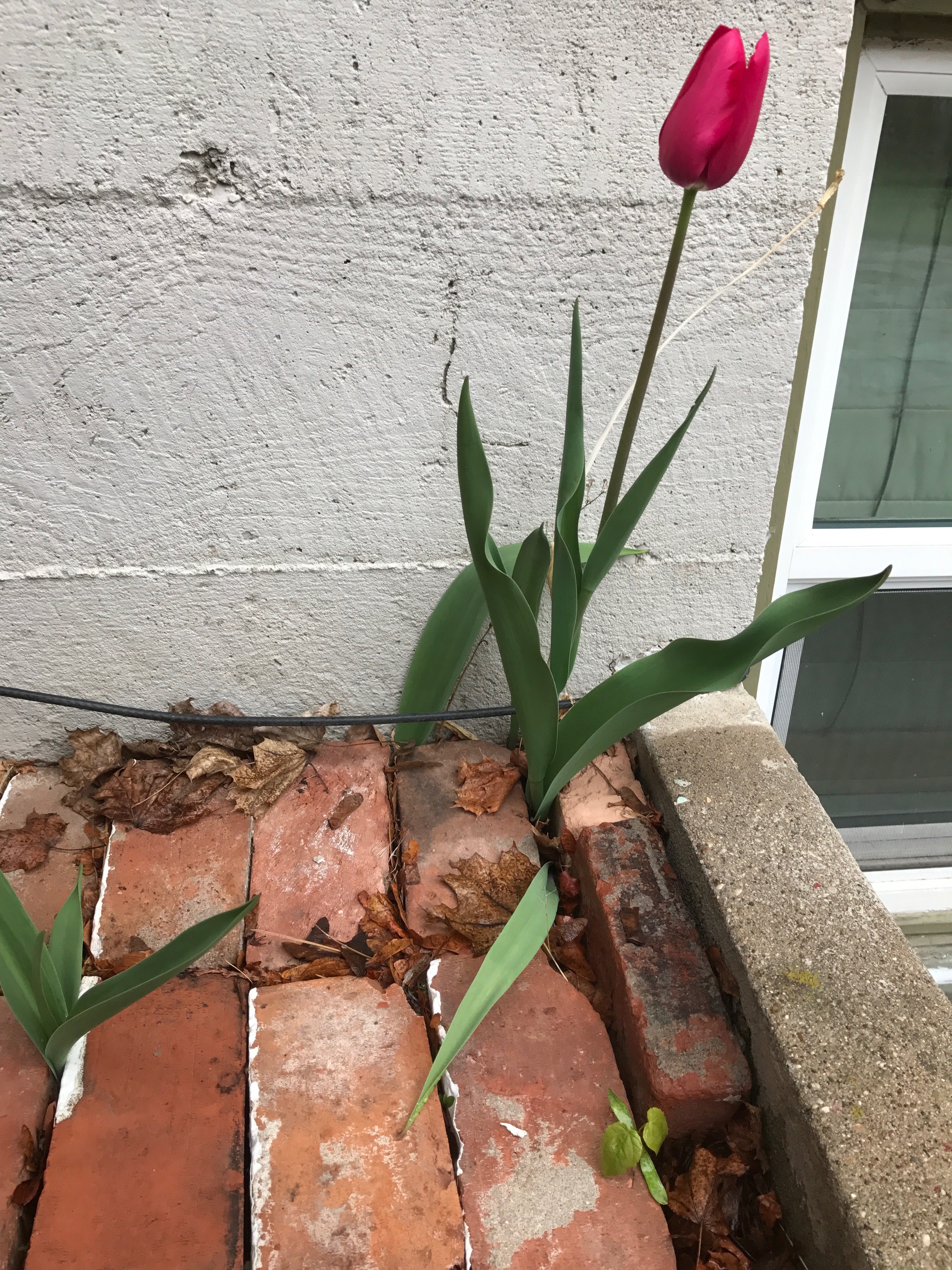 Flower in Bricks