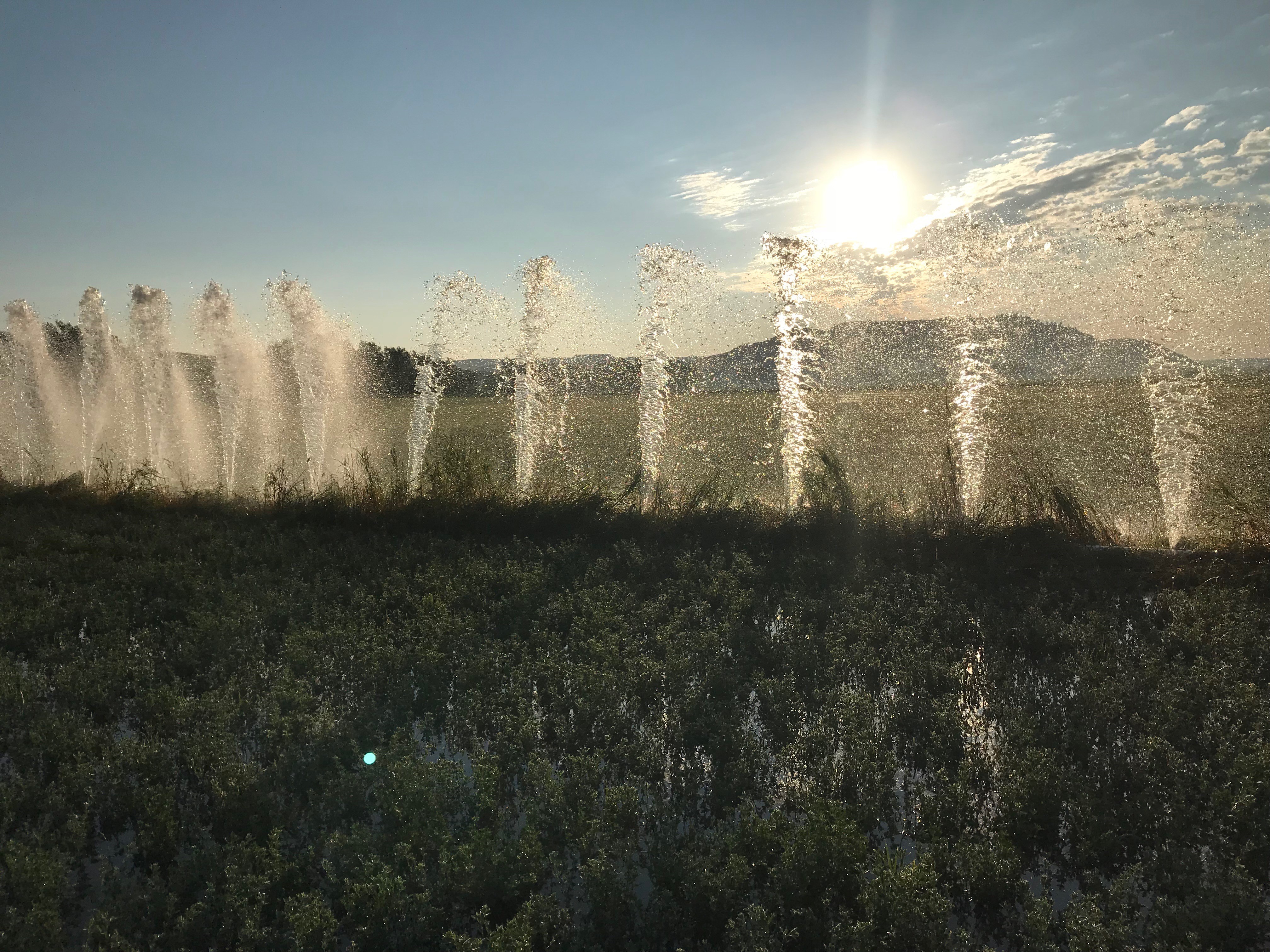 Irrigation Sunrise