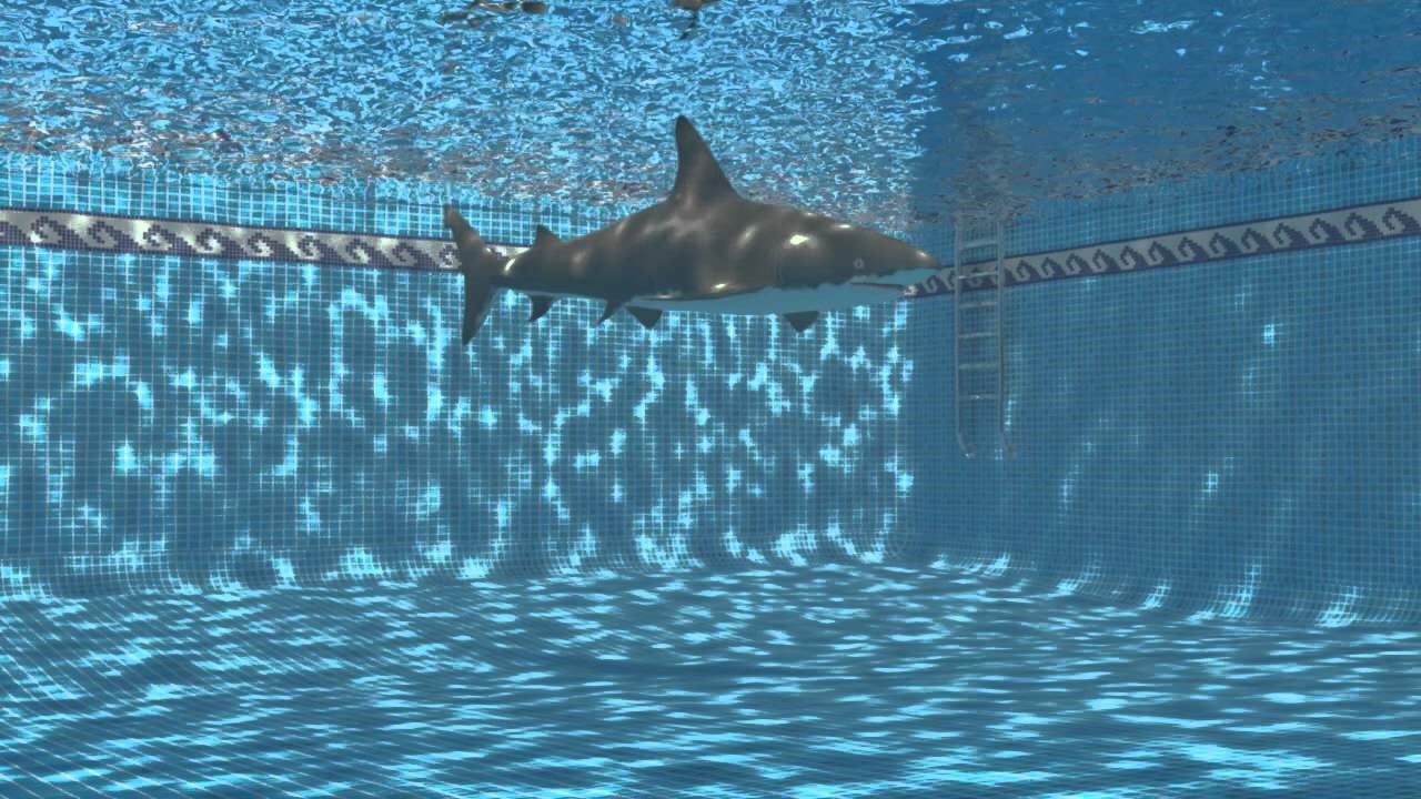 Shark in Pool