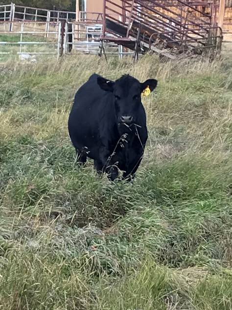 Cow