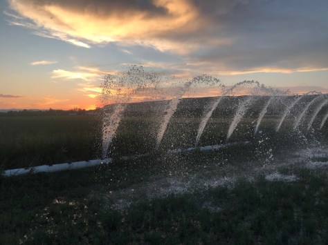 Irrigation Sunset